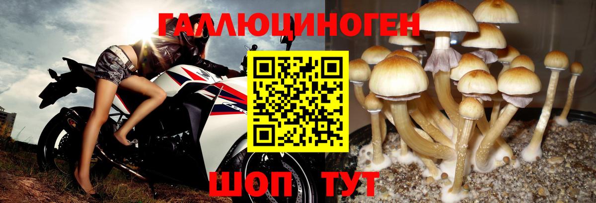 Галлюциногенные грибы Psilocybe Назрань